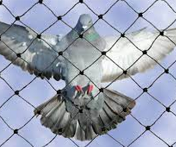 Bird Bird net